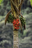 Los frutos de muchas palmas son fuente de alimento para el hombre y para una gran cantidad de especies de fauna silvestre.