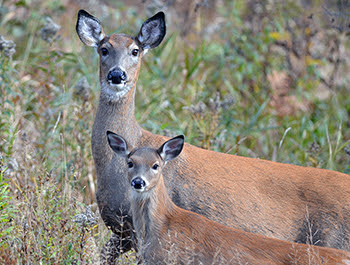 A white-tailed deer doe and a yearling are shown standing in a meadow.