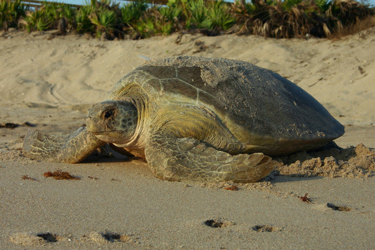 Green sea turtle on the beach