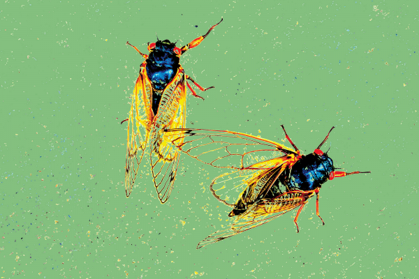 Illustration of cicadas is shown against pea green speckled background. 