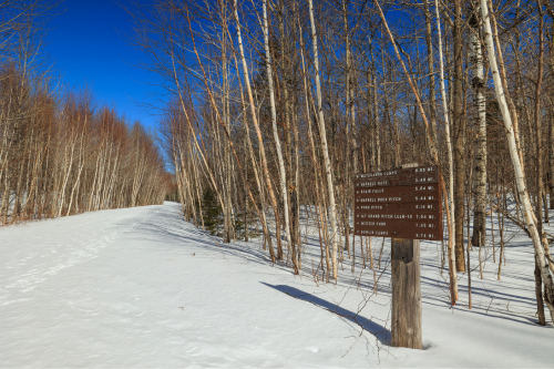 An unplowed, snowy road flanked by bare birch trees with a rustic trail sign in the foreground.