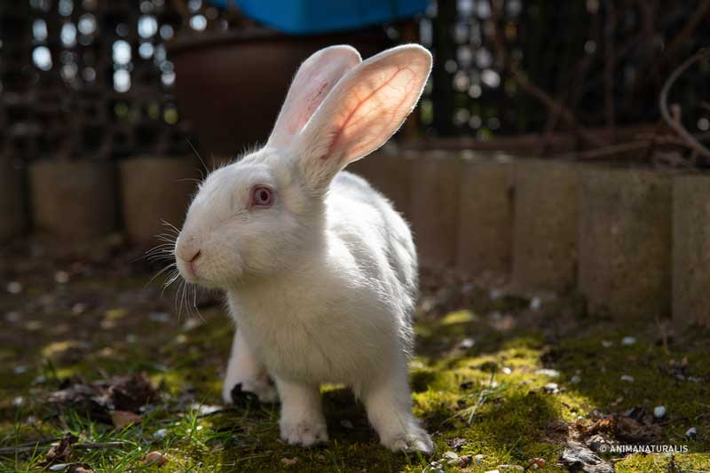 Letter to Carlitos, the brave rabbit