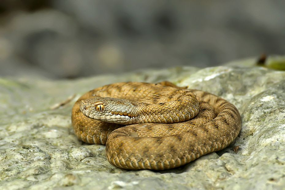 Face à un serpent : voici ce qu'il faut faire et ne surtout pas faire