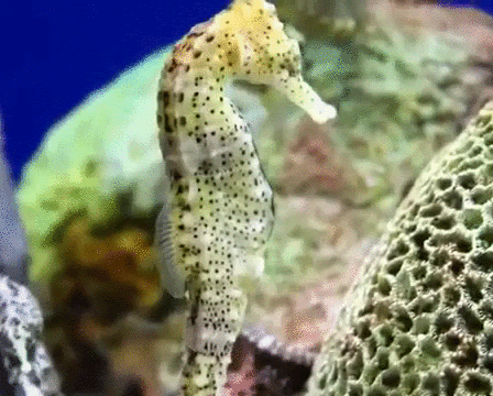 Hippocampe | Seahorse, Marine fish, Species