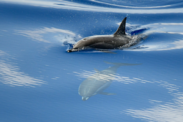 Clymene dolphins swim together, one jumping slightly out of the water while the other remains submerged.