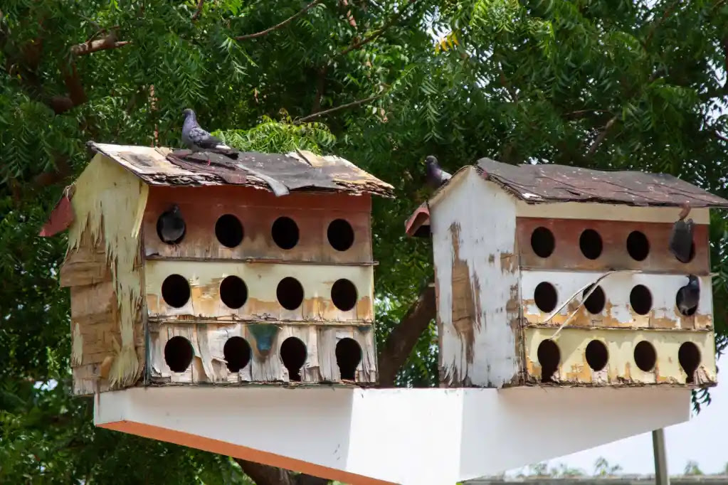 Las Palomas