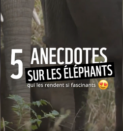 5 anecdotes sur les éléphants qui les rendent fascinants