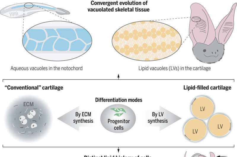 UC Irvine-led discovery of new skeletal tissue advances regenerative medicine potential