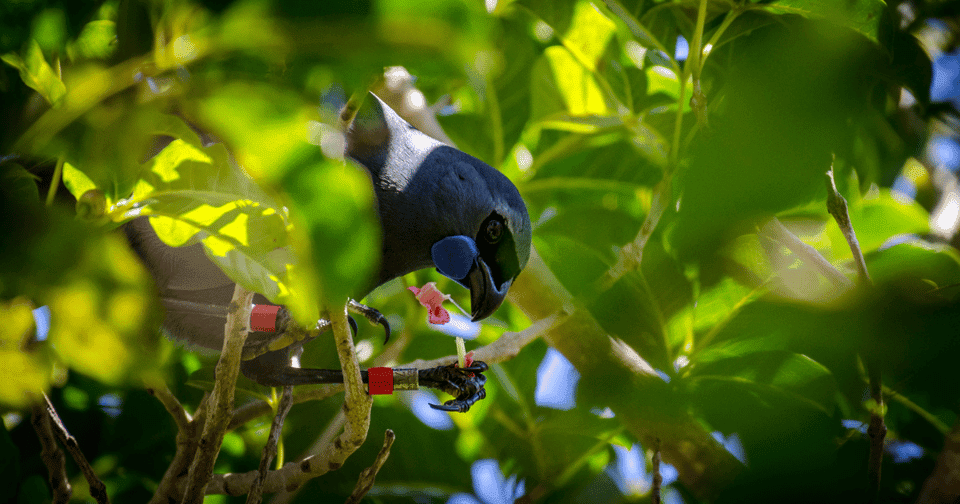 A Kōkako eating a pūriri flower.