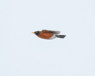 American Robin by S McLaughlin 10-24