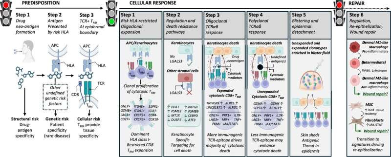 'Assassin' cells play key role in deadly drug reactions