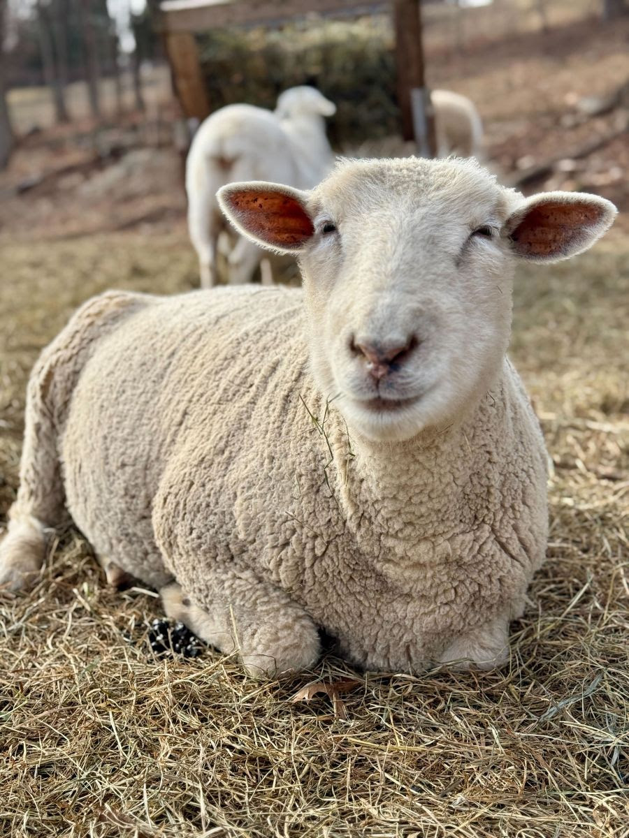 Sheep Resting