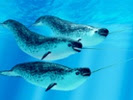 Narwhals use tusks to catch prey, explore their surroundings