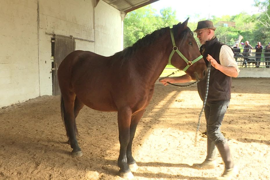 Comment la race du cheval d’Auvergne est parvenue à être sauvegardée