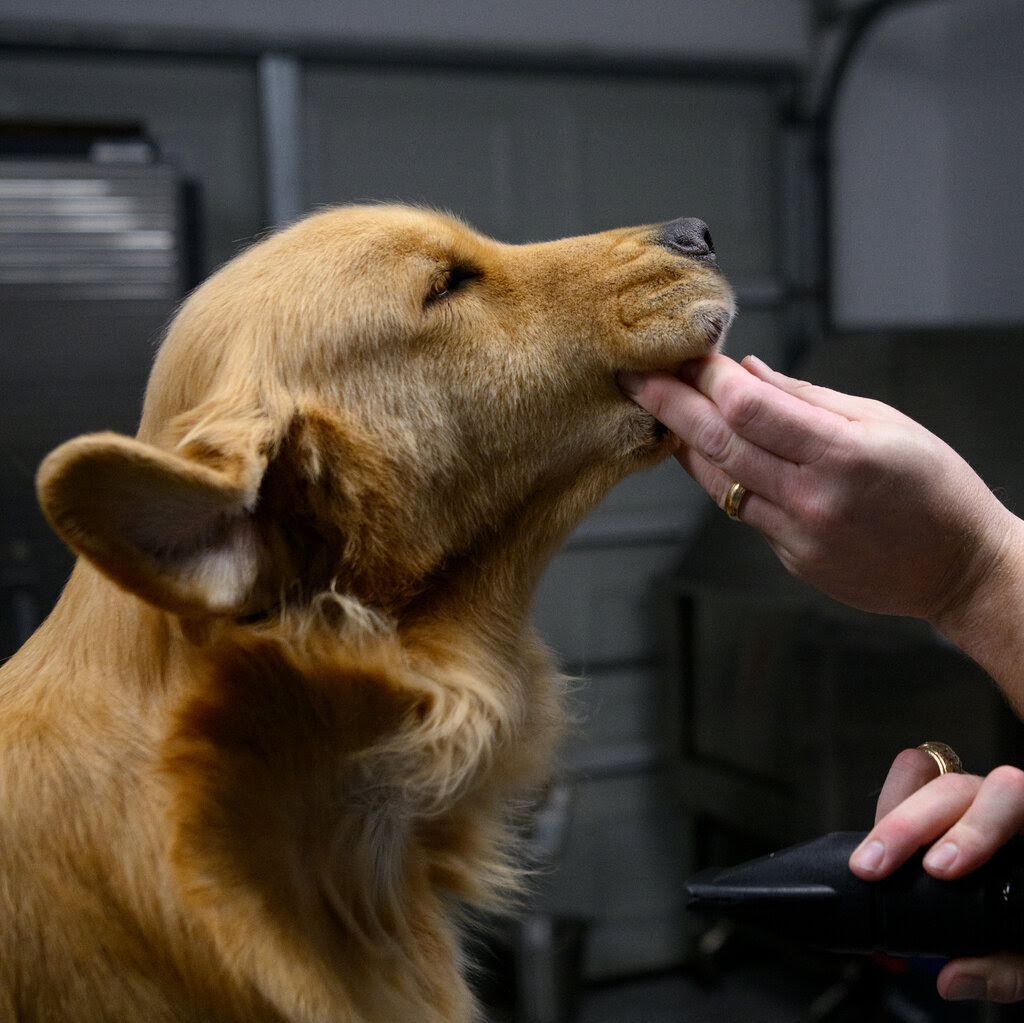 A golden retriever is seated and a human's hand is pushing up its chin.