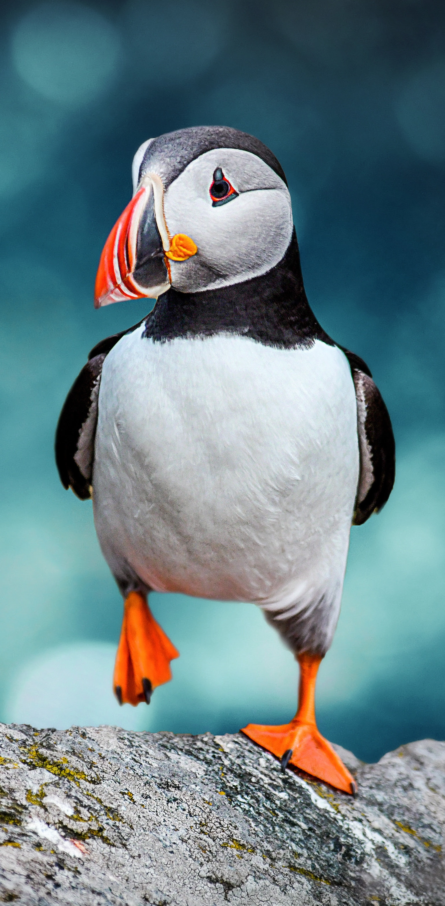 Puffin on a rock, with bright orange feet and beak