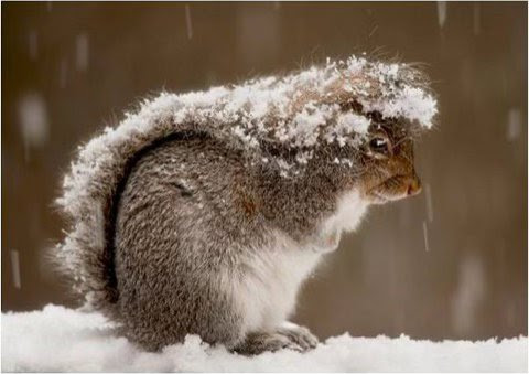 Winter-Squirrel-Snow-Tail