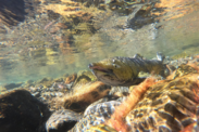 A chinook salmon swims along the rocky bottom of a river