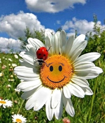 Flower-Lady-Bug-Smiley-Daisy