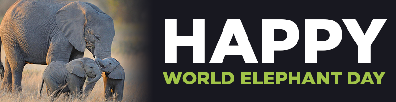 Happy World Elephant Day Happy World Elephant Day