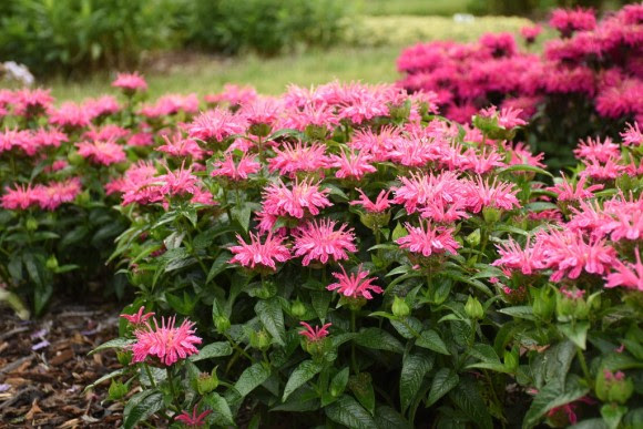 Leading Lady Pink Bee Balm