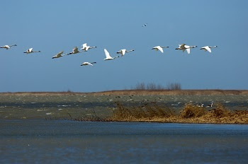 Roughly a dozen white trumpeter swans fly in a line over calm blue waters set against low-lying brown reeds and marsh plants