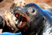 Close-up of a sea lion's profile as it sits, mouth open