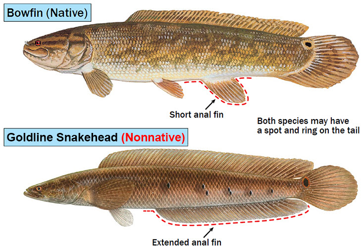Bowfin (Native) and Goldline Snakehead (Nonnative) descriptions