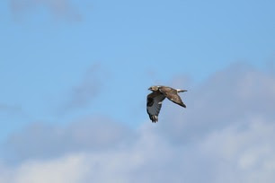 Rough-legged Hawk by S McLaughlin 10-24 (2)