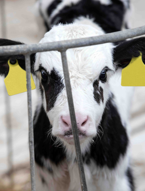 Veau enfermé dans une cage, regardant l'objectif, l'air grave