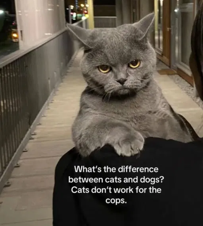 Cat comment.