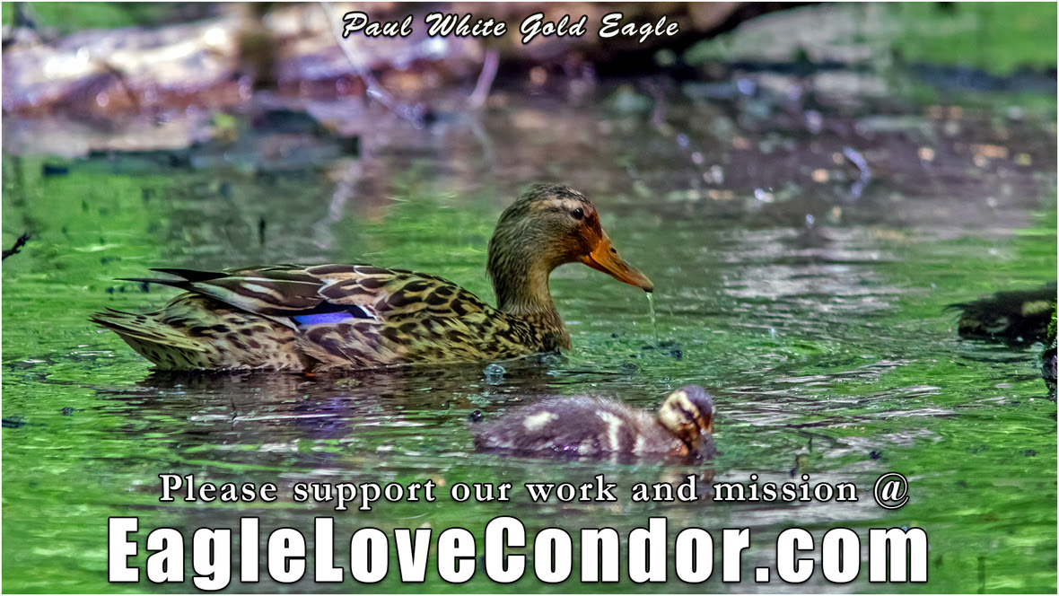 Mother-and-Baby-Mallard