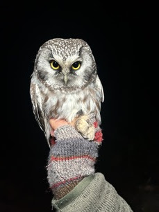 Boreal Owl - fierce eyes by Liv Fortuna