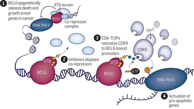 Scientists glue two proteins together, driving cancer cells to self-destruct