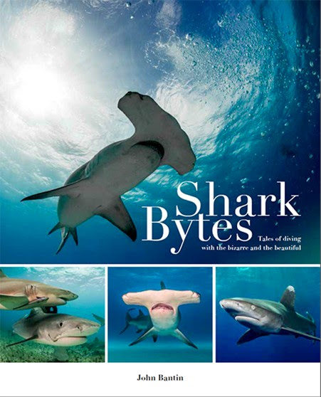 Shark Bytes