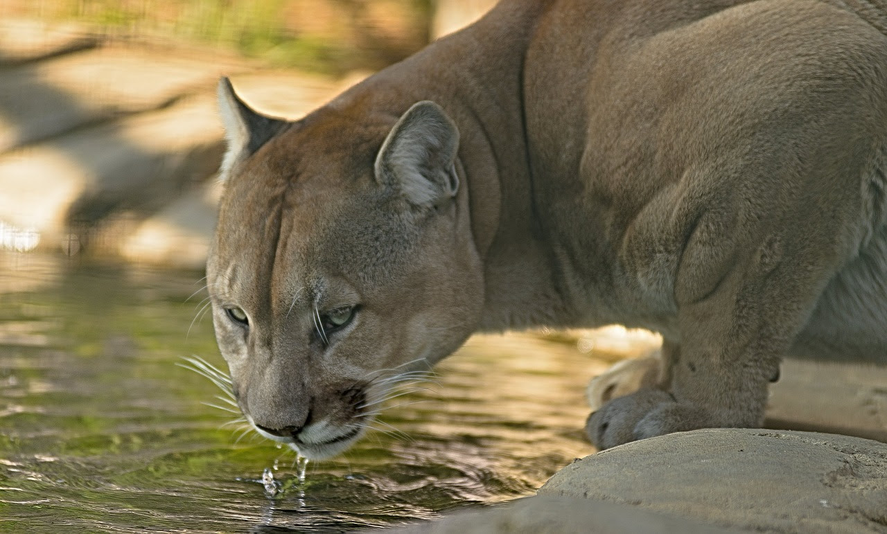 Panther Panther