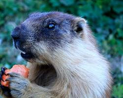 Image de Marmot in Mongolia