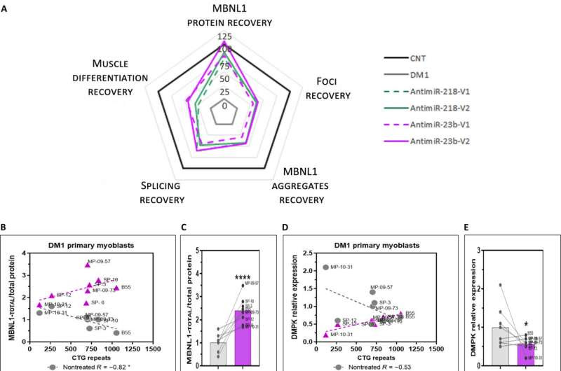 A new study reveals a promising therapy using a molecule that blocks microRNAs to treat myotonic dystrophy type 1