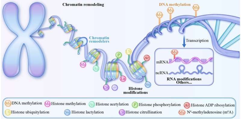 Epigenetic modifications can influence the onset and progression of various diseases, particularly cancer and cardiovascular diseases