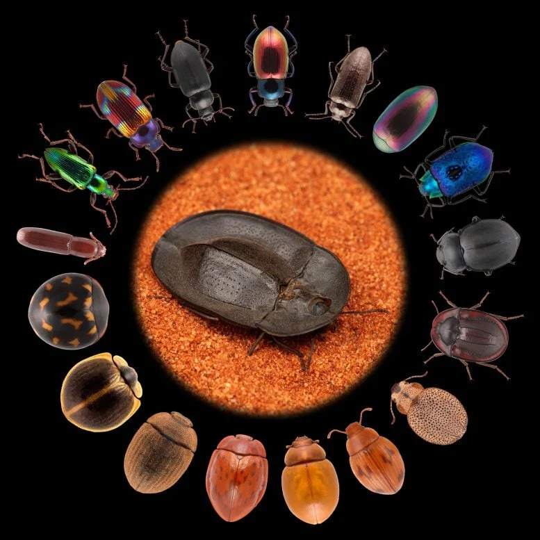 Darkling Beetles Evolution Graphic