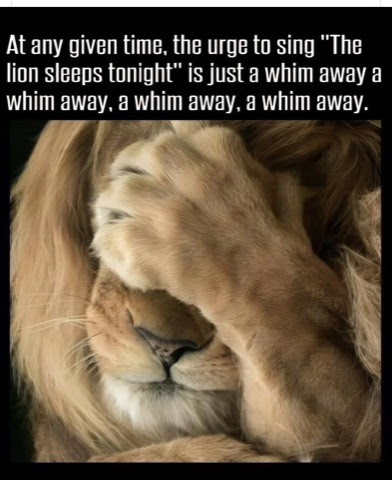 Joke-Lion-Sleeps-Tonight