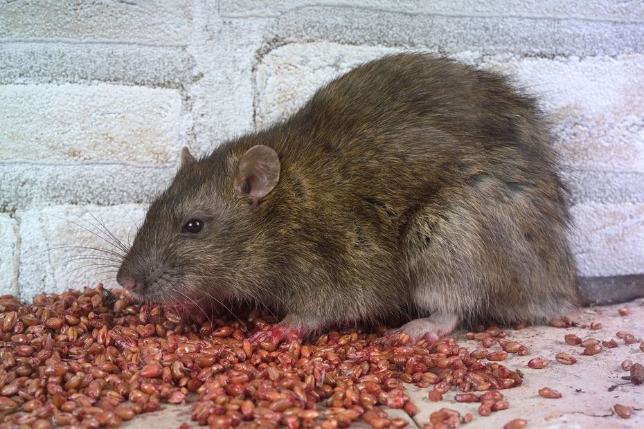 Les rats ont-ils envahi Clermont-Ferrand ?