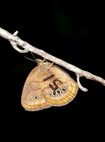 A Mitchell's satyr butterfly, with pale orange double wings, delicate black circle patterns and marked with the numbers 51, hangs from a twig