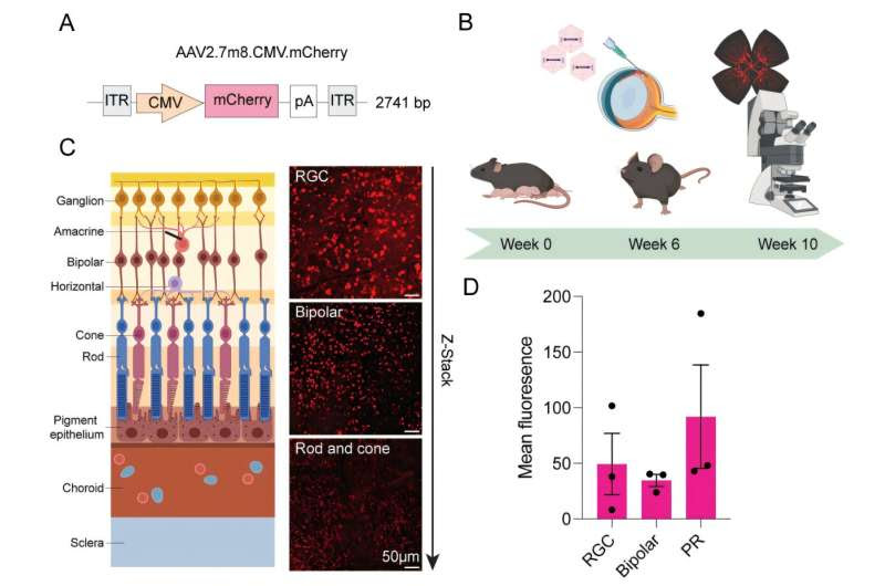 New research shows potential of gene therapy to replace regular eye injections