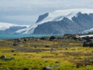 Antarctica's plant growth has accelerated since 1986