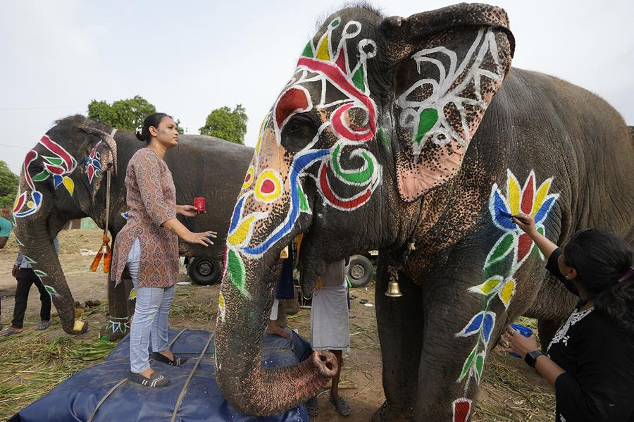 A woman paints a decorative motif on an elephant.