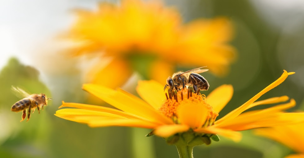 Close-up of a honeybee sitting on an orange flower collecting pollen. A second honeybee on the left side of the image is seen flying towards the flower as well.