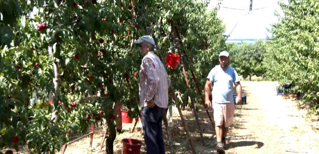 Άρχισε η συγκομιδή των βιομηχανικών συμπύρηνων ροδακίνων