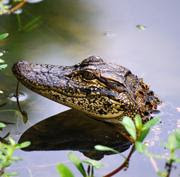 Image of an American Alligator