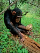 Chimpanzees enhance tool use through cultural exchanges